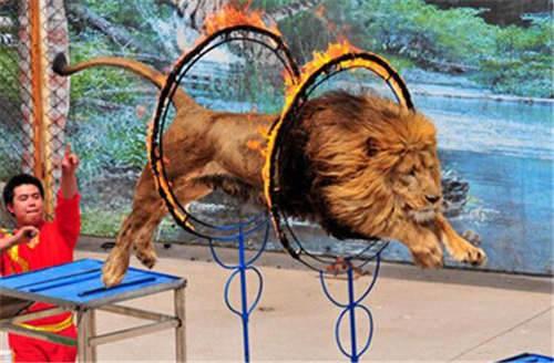 推薦盤州出租馬戲團(tuán)元旦暖場(chǎng)活動(dòng)