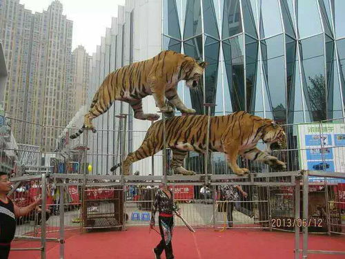 專業馬戲表演團隊活動報價承接大小型雜技演出活動出租