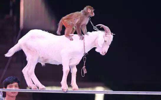 環(huán)球貿(mào)易網(wǎng) 產(chǎn)品 商務服務 租賃服務 馬戲表演團出租各種雜技演出馬戲