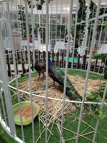 馬戲團精彩表演租賃雙灤區(qū)合作流程