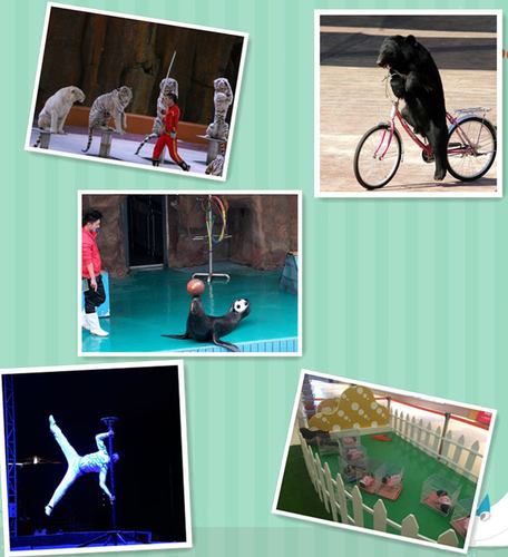 出租馬戲團(tuán)表演陽江