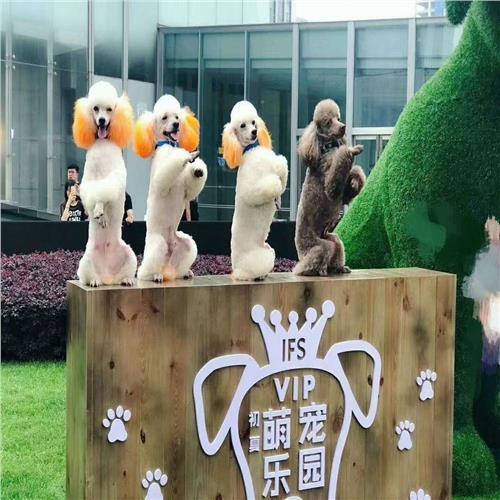 陳倉區(qū)馬戲團表演出租哪里找_山東眾鑫動物租賃_商國互聯(lián)網(wǎng)