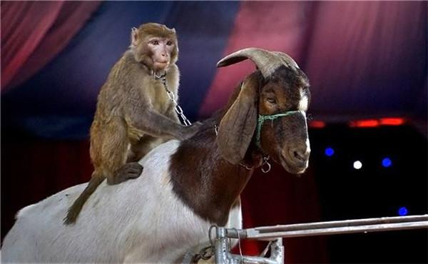 馬戲團動物表演需要審批哪些手續(xù)才行_動物租賃網(wǎng)