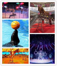 邳州本地有出租萌寵動(dòng)物矮馬展覽的嗎聯(lián)系電話