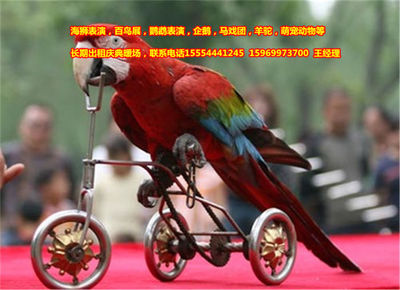 百鳥展,租賃皇家馬戲團(tuán)-企匯網(wǎng)