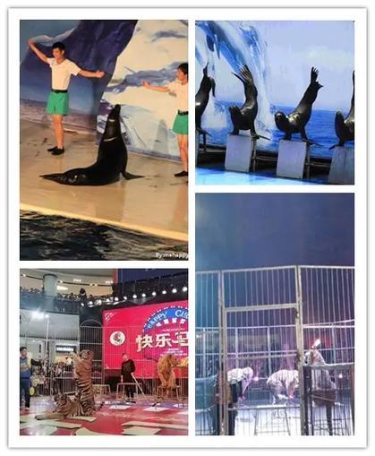 邢臺萌寵羊駝梅花鹿展覽出租零售價格. #海洋展出租 #馬戲團(tuán) 