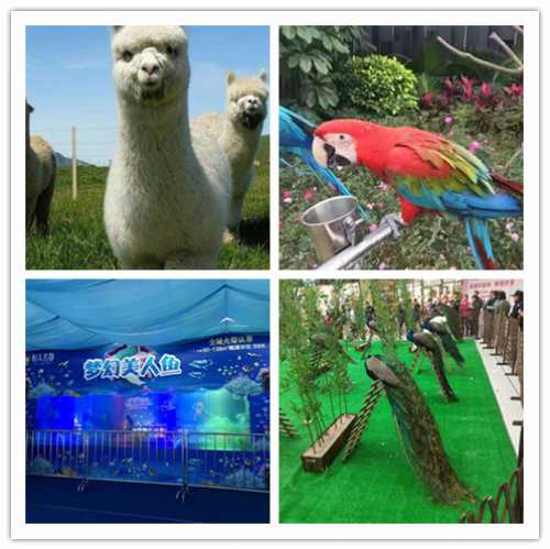 四會馬戲團(tuán)表演出租順展優(yōu)惠