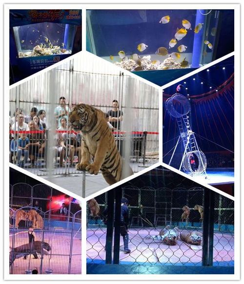 陜西本地出租馬戲團(tuán)雜技表演信譽強企業(yè)