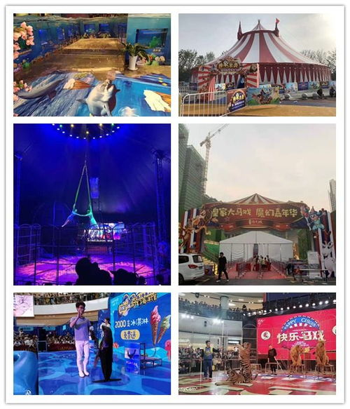 開原市對外出租馬戲團(tuán)表演萌寵展