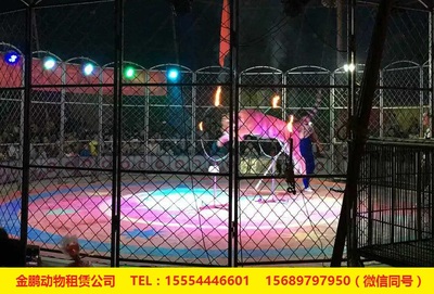 專業(yè)馬戲團(tuán)表演出租十堰市 人員雜技租賃