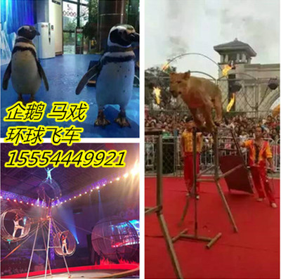 保定市海獅表演出租_企鵝_馬戲團(tuán)_山東眾鑫動物租賃 - 商國互聯(lián)網(wǎng)