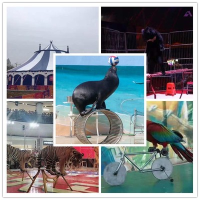 新聞:赤水市馬戲團表演元旦出租