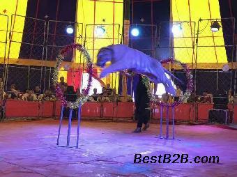 河北馬戲團表演出租哪里有