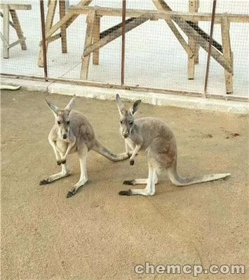 盤(pán)錦市百鳥(niǎo)園展覽出租滿(mǎn)意商家