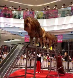 哪里有租賃馬戲團(tuán)的家租賃價(jià)格