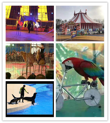 鄂州市馬戲團(tuán)海獅表演出租