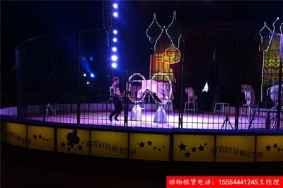 企鵝租賃-創(chuàng)新馬戲團(tuán)節(jié)目出租景德鎮(zhèn)市