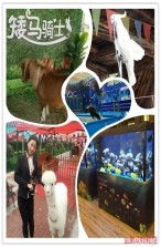 孟州附近馬戲團(tuán)表演出租企鵝租賃