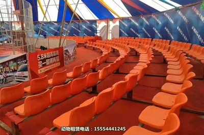 海獅演出-創(chuàng)新馬戲團節(jié)目出租鄂州市