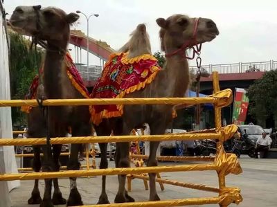 合作市哪里有海洋生物魚缸,馬戲團表演租賃_羊駝駱駝海獅海洋生物_山東眾鑫養(yǎng)殖場 - 商國互聯(lián)網(wǎng)