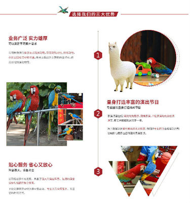 動(dòng)物表演租賃公司,創(chuàng)意馬戲團(tuán)表演