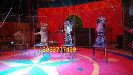 馬戲團(tuán)表演咨詢 雜技表演出租 死亡輪表演出租