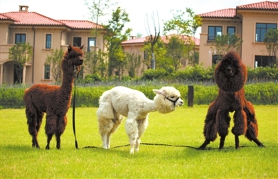 公司開業 精彩的馬戲團表演 火爆一夏