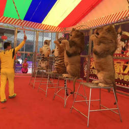 合肥演出演藝節目表演 馬戲團租賃 海洋生物表演出租