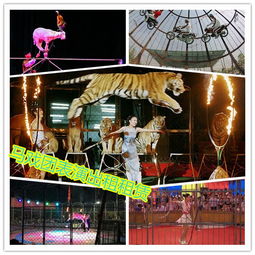 石獅市專(zhuān)業(yè)活體企鵝出租