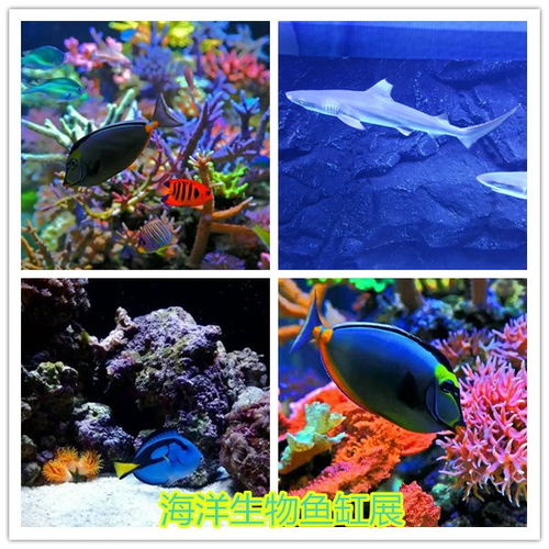 東陽(yáng)當(dāng)?shù)伛R戲團(tuán)表演租賃