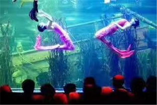 郟縣雜技馬戲團表演動物主題暖場活動