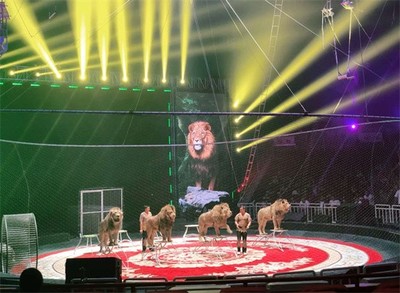 山西省呂梁市本地馬戲團表演海獅出租節(jié)目豐富多少錢