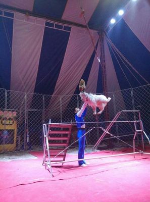 皇家馬戲巡演馬戲團出租特技環球飛車鸚鵡表演出租
