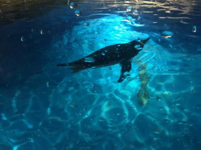 湖南省衡陽市海獅表演租賃這些美人魚都美麗的令人窒息