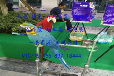 濟寧市馬戲團表演出租暖場互動的羊駝?wù)褂[租賃報價