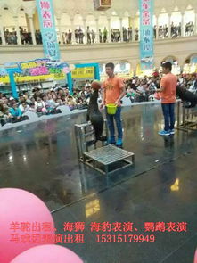 出租馬戲團表演d沈陽海獅 海豹表演租賃公司