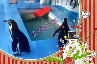 本地新聞 沈陽有馬戲團出租 租賃