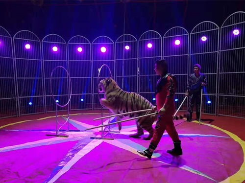 專業動物表演公司