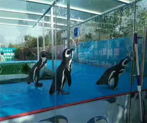 海洋展租賃電話(huà)海水鯊魚(yú)出租公司