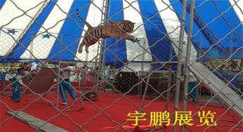 青海海南州馬戲團(tuán)獅子老虎表演出租演出費(fèi)多少錢(qián)