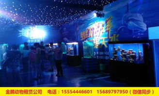 專(zhuān)業(yè)出租馬戲團(tuán)表演安徽省人員雜技租賃