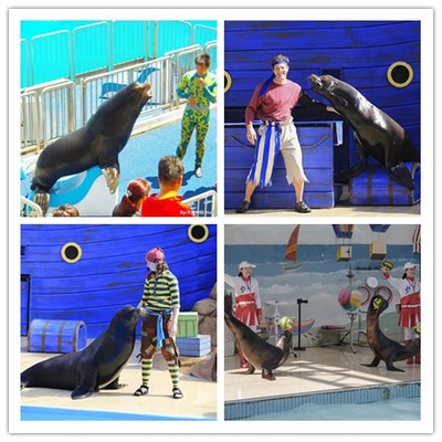 ---湘西奇幻海洋生物水母魚(yú)缸展租賃為您量身定制2022已更新(今天/資訊)