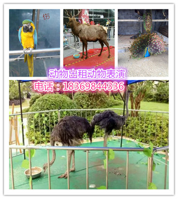 哪里有羊駝出租羊駝租賃_供應信息_金農(nóng)網(wǎng)