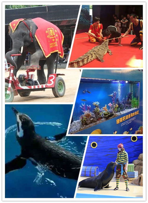 吉安企鵝表演出租一場價格多少錢