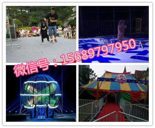 專業(yè)呆萌馬戲團(tuán)表演出租租賃十堰市