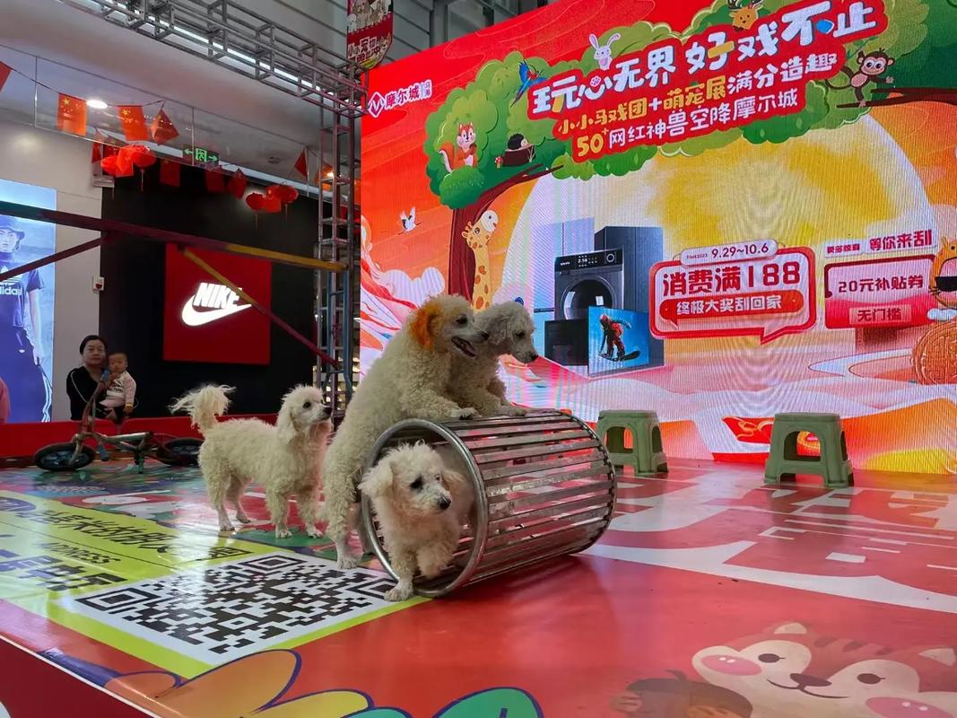 動物出租#馬戲團(tuán)表演出租#海獅表演出租#羊駝出