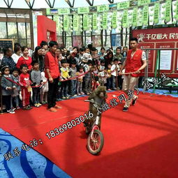 百鳥展與冰雕展租賃服務：鸚鵡表演及冰雕展出的專業租借指南