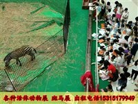 馬戲團表演出租、獅虎表演及冰雕展出租賃全方位指南