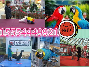 寧強縣專業(yè)海獅表演、海洋生物展及冰雕展出租賃服務詳情