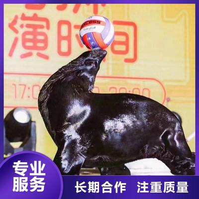 海上樂園奇妙夜 鸚鵡表演與冰雕藝術(shù)的完美交融